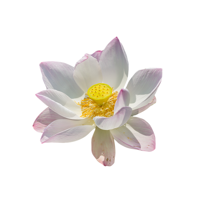 Indian lotus