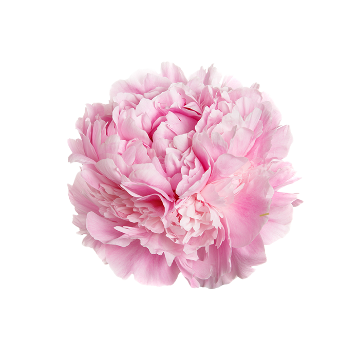 Garden peony
