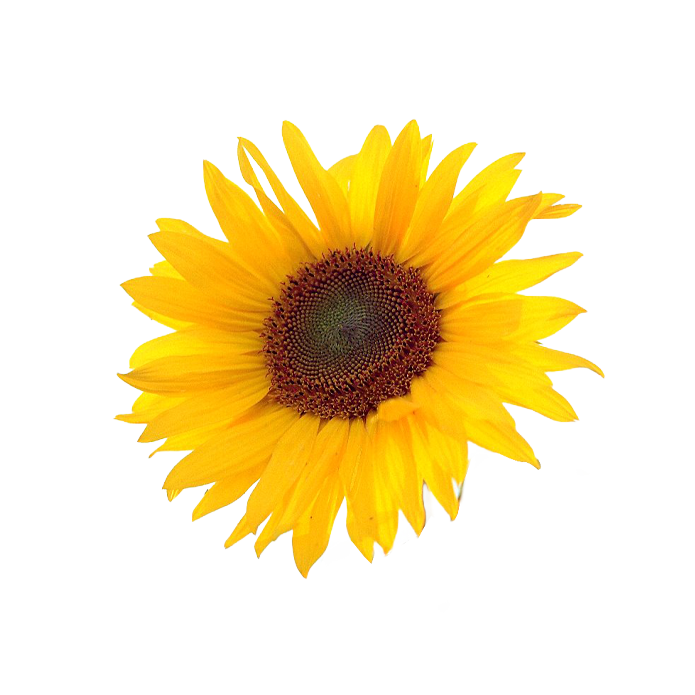 Retinyl Sunflowerseedate