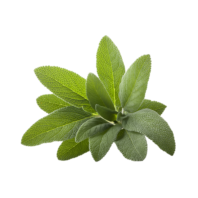 Common sage