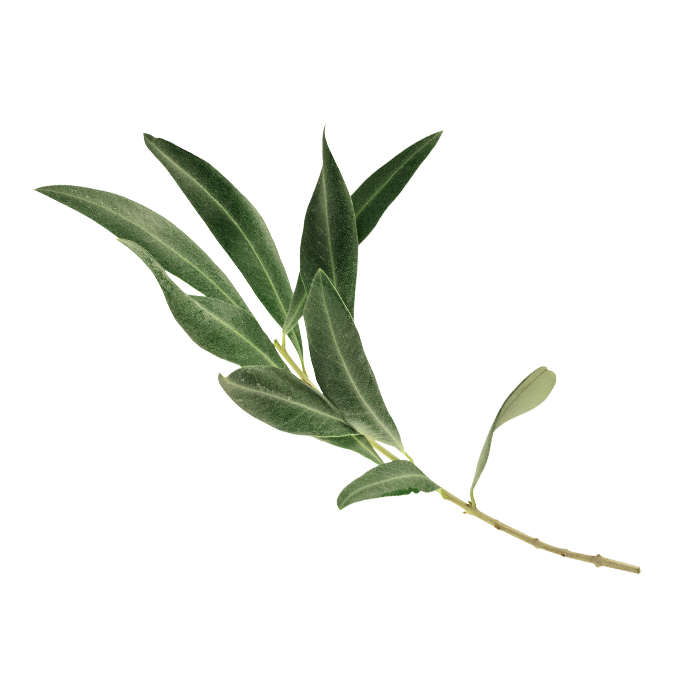 Squalane