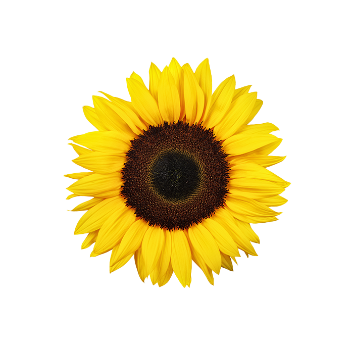 Sunflower oil